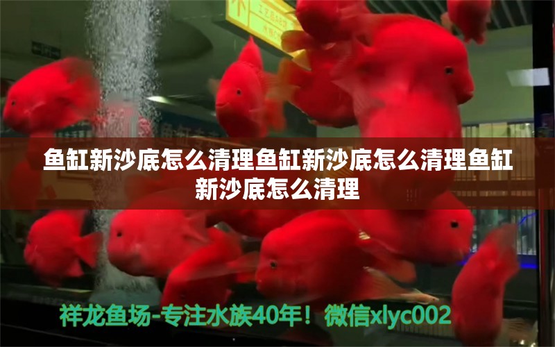 鱼缸新沙底怎么清理鱼缸新沙底怎么清理鱼缸新沙底怎么清理