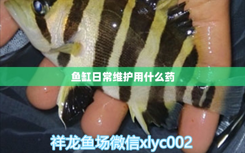 鱼缸日常维护用什么药 水族问答 第1张