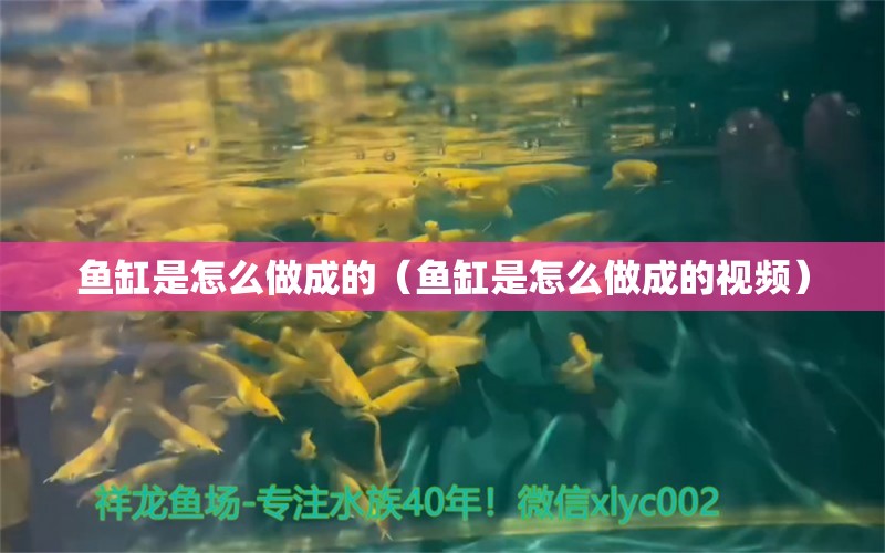 鱼缸是怎么做成的（鱼缸是怎么做成的视频） 鱼缸等水族设备