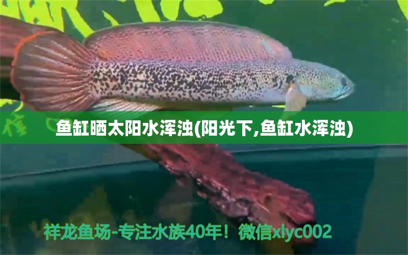 鱼缸晒太阳水浑浊(阳光下,鱼缸水浑浊) 水族灯（鱼缸灯）