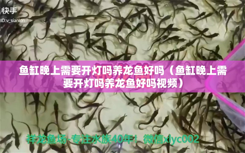 鱼缸晚上需要开灯吗养龙鱼好吗（鱼缸晚上需要开灯吗养龙鱼好吗视频）