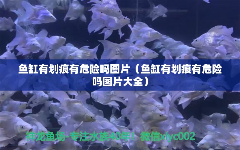 鱼缸有划痕有危险吗图片（鱼缸有划痕有危险吗图片大全） 赤荔凤冠鱼