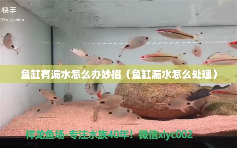 鱼缸有漏水怎么办妙招（鱼缸漏水怎么处理）