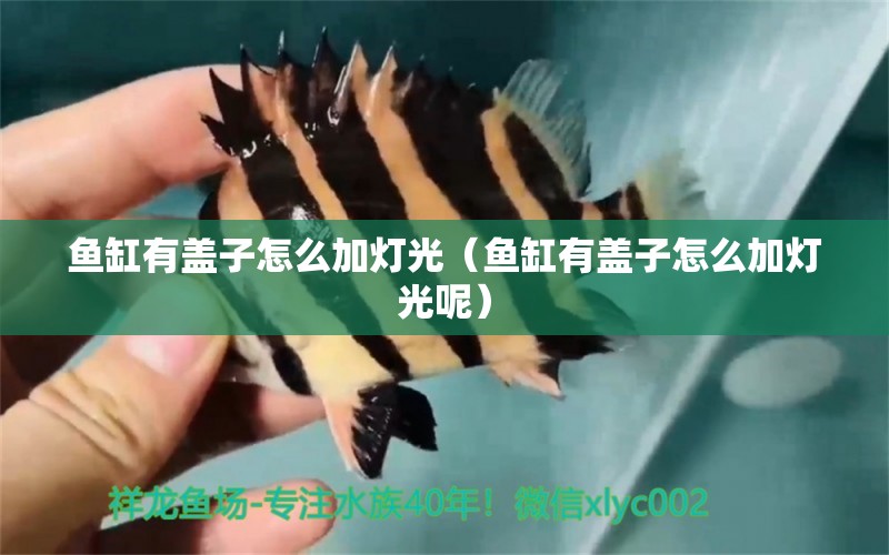 鱼缸有盖子怎么加灯光（鱼缸有盖子怎么加灯光呢） 祥龙水族医院