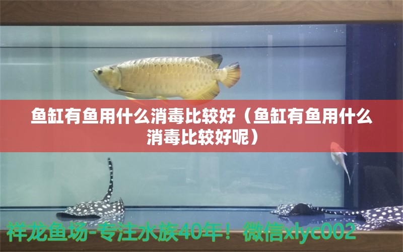 鱼缸有鱼用什么消毒比较好（鱼缸有鱼用什么消毒比较好呢）