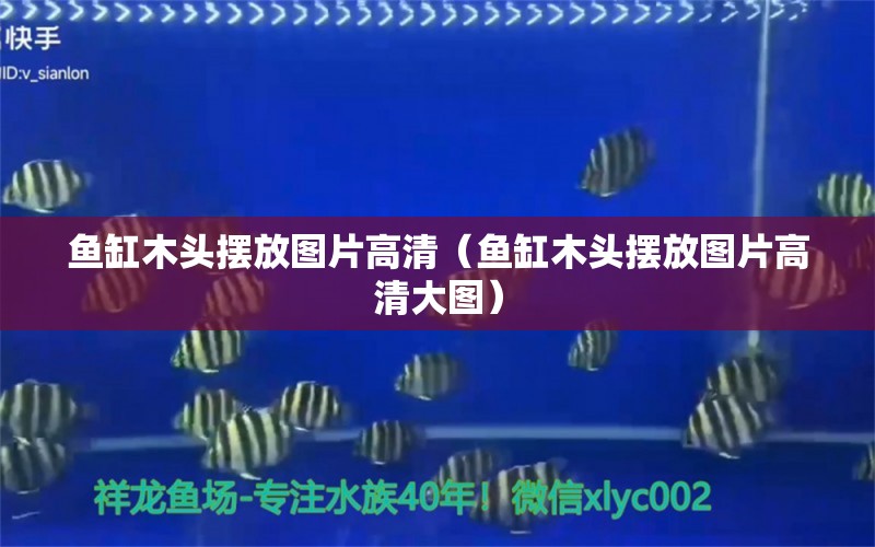 鱼缸木头摆放图片高清（鱼缸木头摆放图片高清大图） 广州观赏鱼批发市场