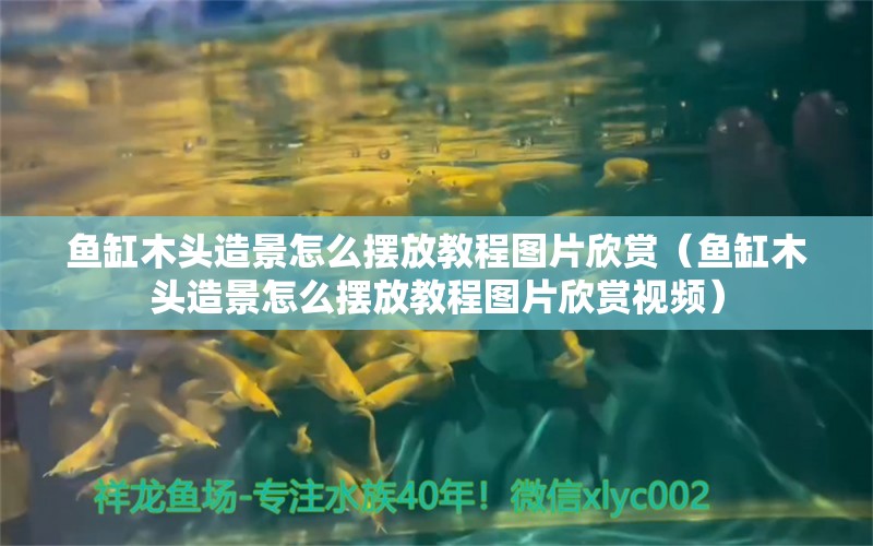 鱼缸木头造景怎么摆放教程图片欣赏（鱼缸木头造景怎么摆放教程图片欣赏视频）