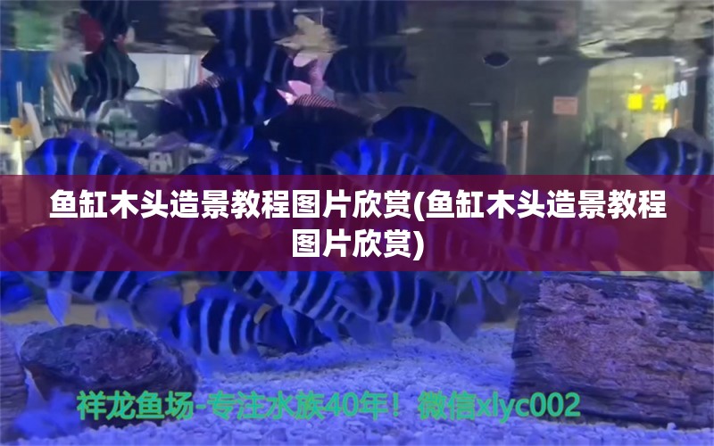 鱼缸木头造景教程图片欣赏(鱼缸木头造景教程图片欣赏)