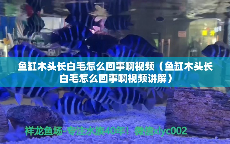 鱼缸木头长白毛怎么回事啊视频（鱼缸木头长白毛怎么回事啊视频讲解）