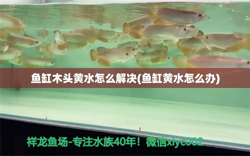 鱼缸木头黄水怎么解决(鱼缸黄水怎么办)