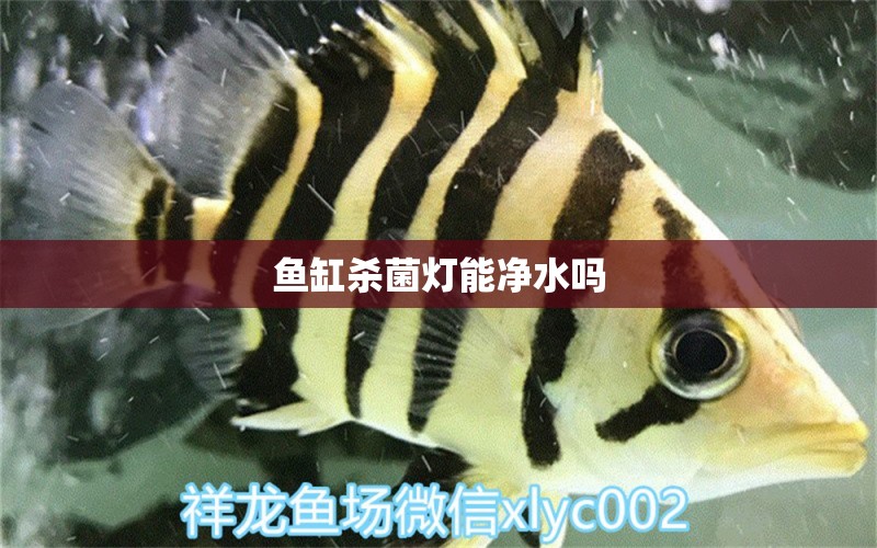 鱼缸杀菌灯能净水吗 水族问答 第2张