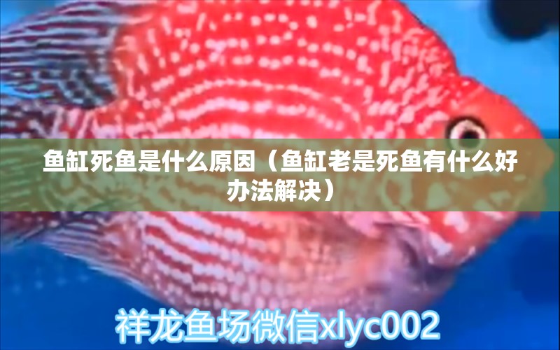 鱼缸死鱼是什么原因（鱼缸老是死鱼有什么好办法解决） 水族品牌