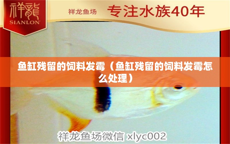 鱼缸残留的饲料发霉（鱼缸残留的饲料发霉怎么处理） 祥龙水族医院