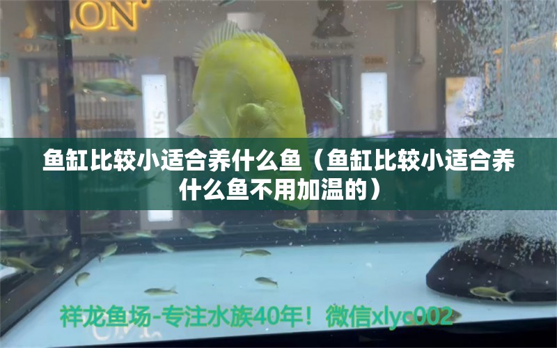 鱼缸比较小适合养什么鱼（鱼缸比较小适合养什么鱼不用加温的） 定时器/自控系统