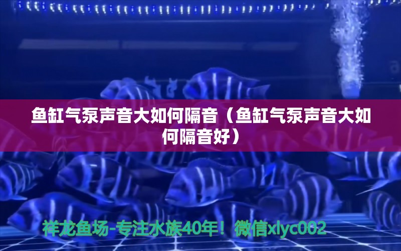 鱼缸气泵声音大如何隔音（鱼缸气泵声音大如何隔音好） 一方水族