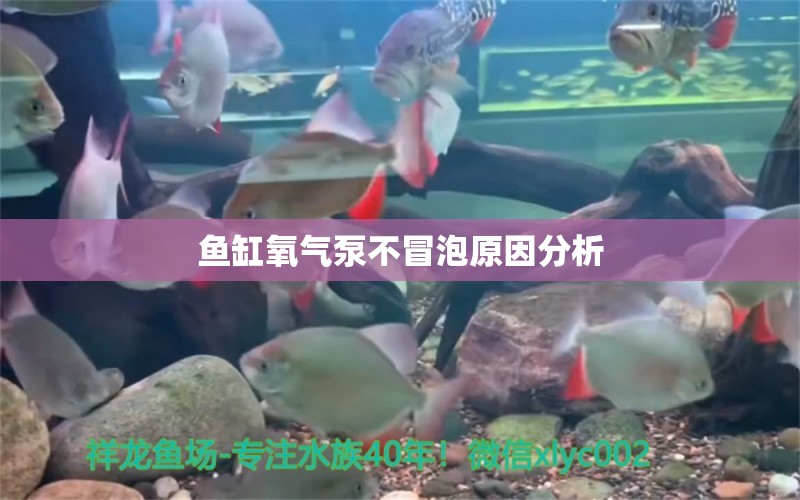 鱼缸氧气泵不冒泡原因分析 水族问答 第1张