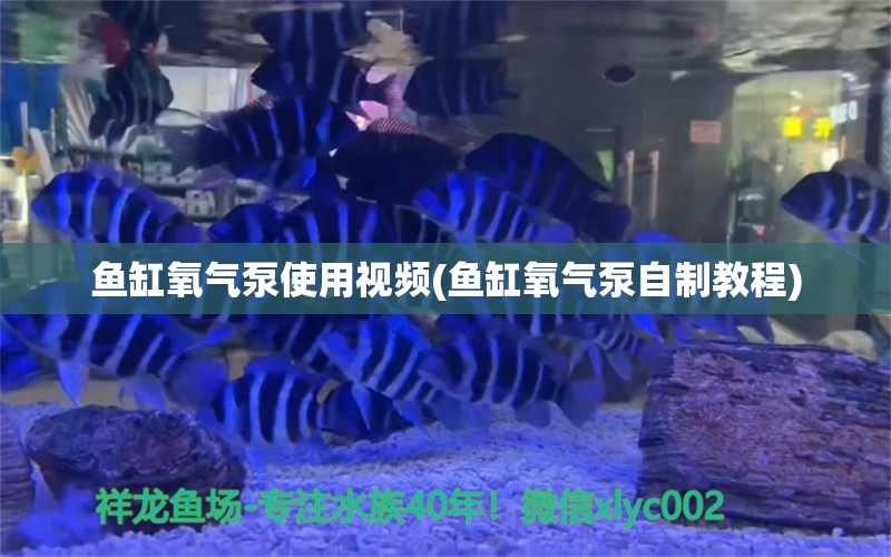 鱼缸氧气泵使用视频(鱼缸氧气泵自制教程)