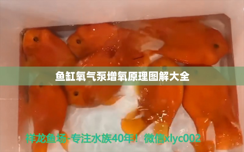 鱼缸氧气泵增氧原理图解大全 水族问答 第1张