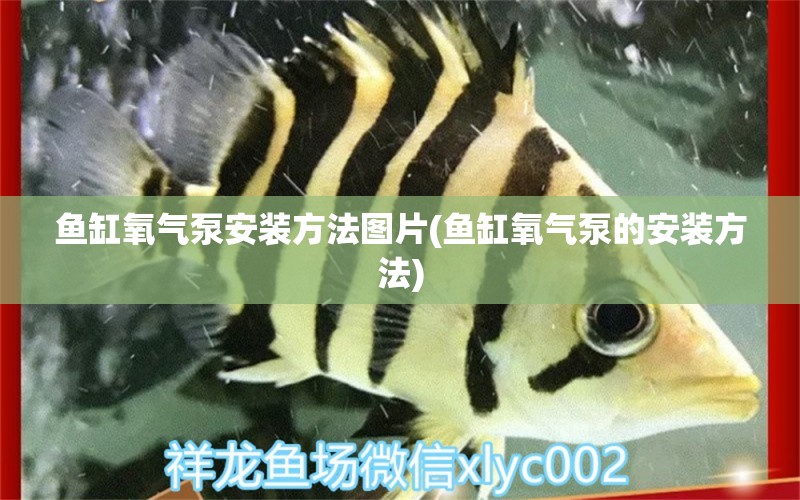 鱼缸氧气泵安装方法图片(鱼缸氧气泵的安装方法) 元宝鲫