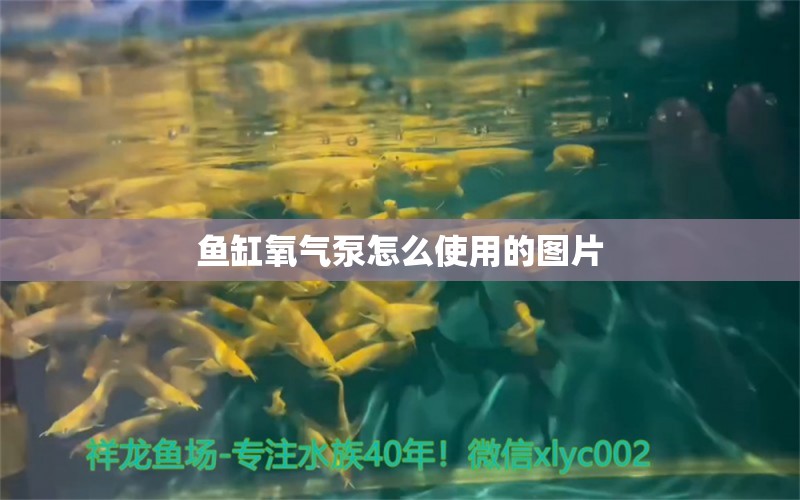 鱼缸氧气泵怎么使用的图片