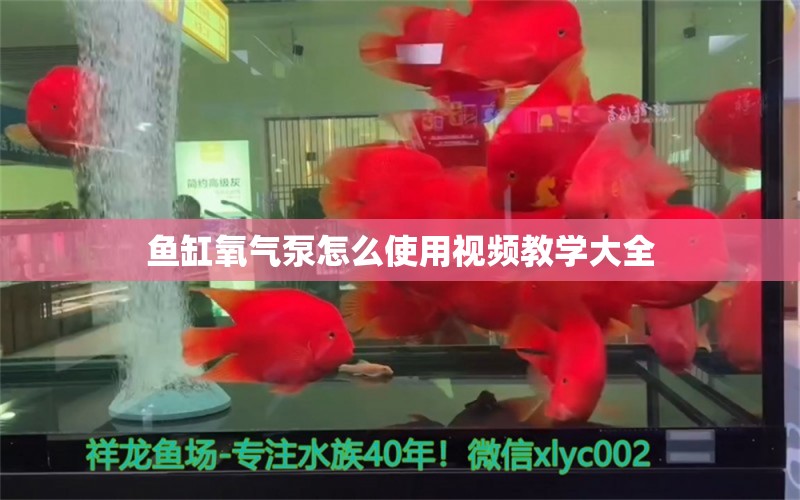 鱼缸氧气泵怎么使用视频教学大全 白条过背金龙鱼