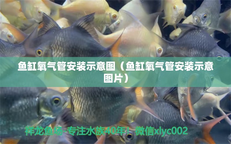 鱼缸氧气管安装示意图（鱼缸氧气管安装示意图片） 祥龙水族医院