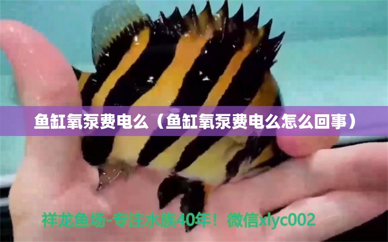 鱼缸氧泵费电么（鱼缸氧泵费电么怎么回事） 祥龙水族医院