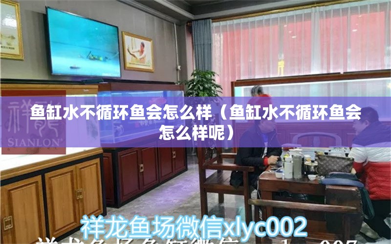 鱼缸水不循环鱼会怎么样（鱼缸水不循环鱼会怎么样呢） 其他品牌鱼缸