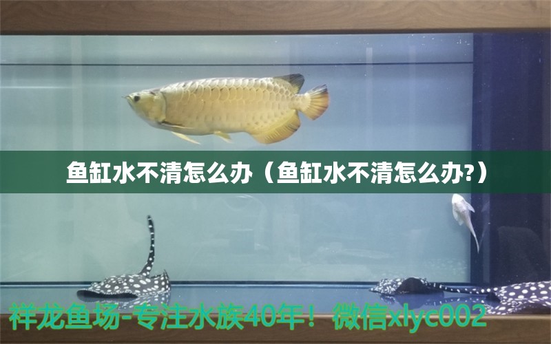 鱼缸水不清怎么办（鱼缸水不清怎么办?）