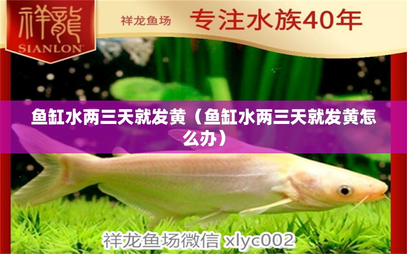 鱼缸水两三天就发黄（鱼缸水两三天就发黄怎么办） 观赏鱼水族批发市场