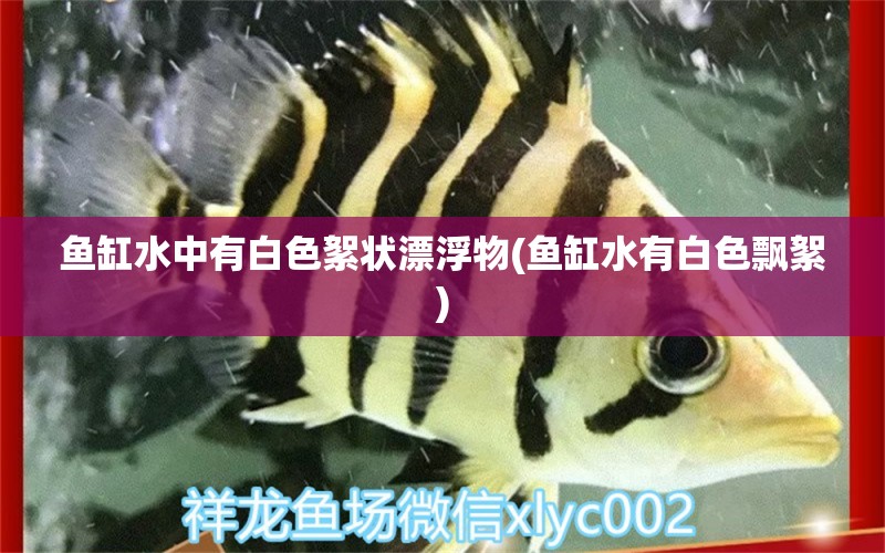 鱼缸水中有白色絮状漂浮物(鱼缸水有白色飘絮)