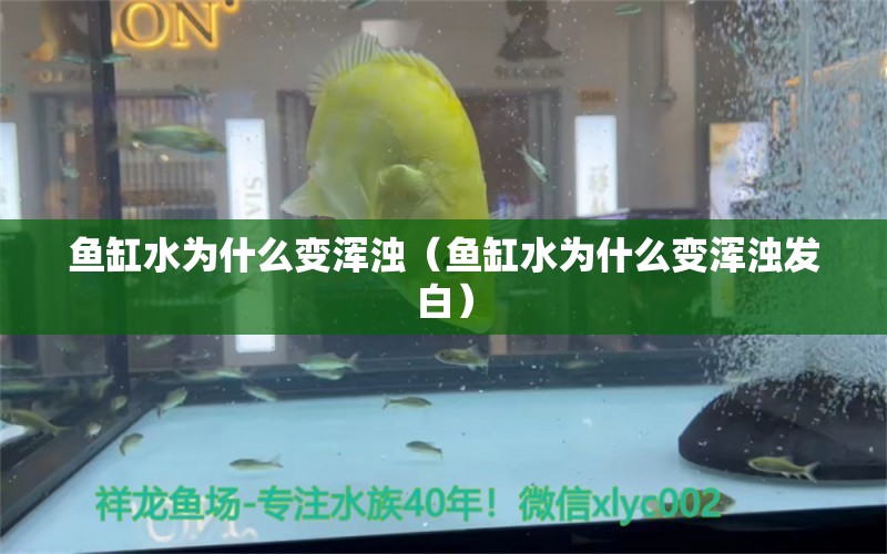 鱼缸水为什么变浑浊（鱼缸水为什么变浑浊发白） 祥龙鱼场