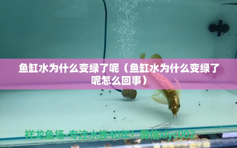 鱼缸水为什么变绿了呢（鱼缸水为什么变绿了呢怎么回事）