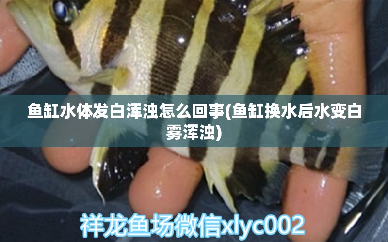 鱼缸水体发白浑浊怎么回事(鱼缸换水后水变白雾浑浊) 鱼缸风水 第1张