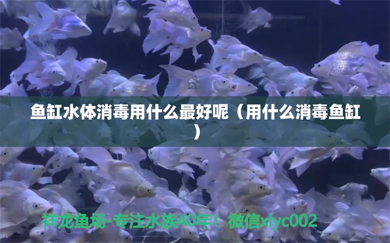 鱼缸水体消毒用什么最好呢（用什么消毒鱼缸）