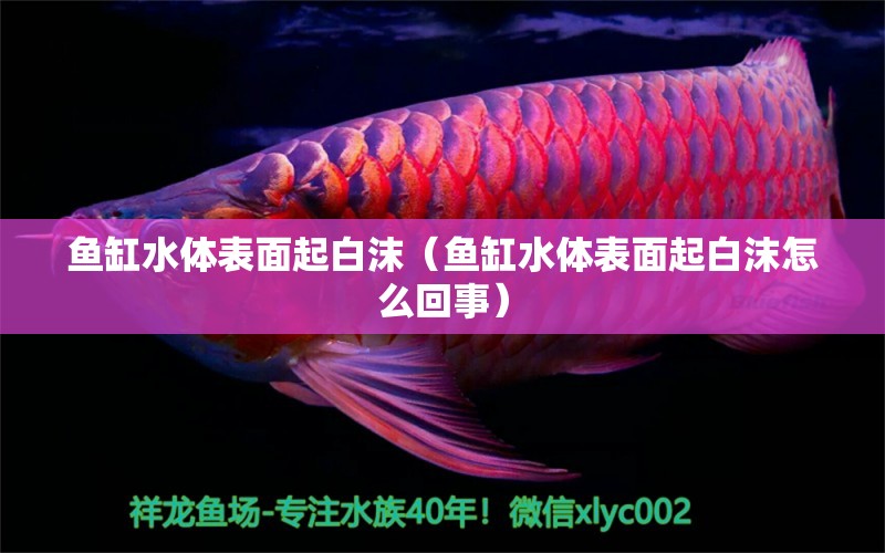 鱼缸水体表面起白沫（鱼缸水体表面起白沫怎么回事） 祥龙水族医院