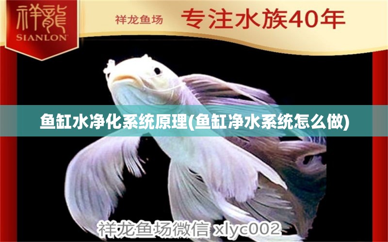 鱼缸水净化系统原理(鱼缸净水系统怎么做) 广州水族批发市场 第1张