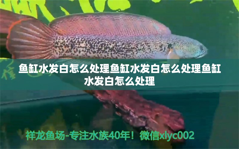 鱼缸水发白怎么处理鱼缸水发白怎么处理鱼缸水发白怎么处理 稀有红龙品种