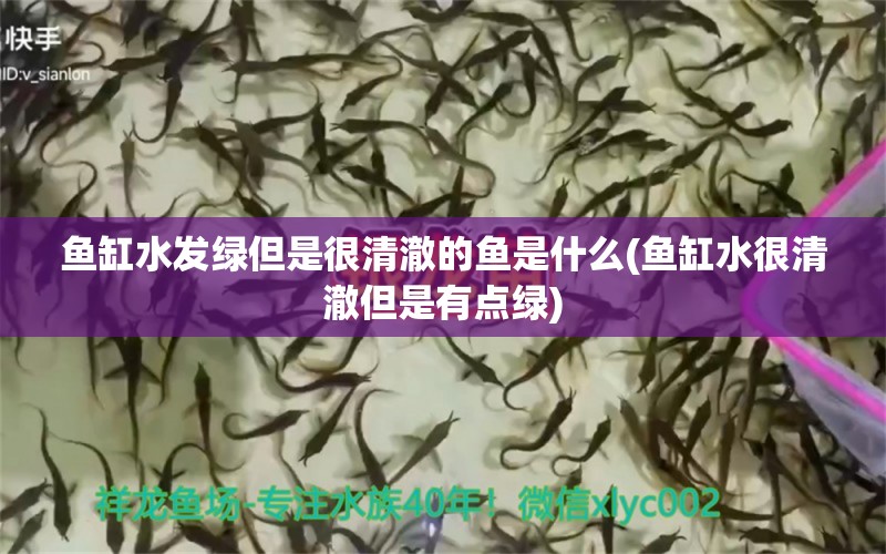 鱼缸水发绿但是很清澈的鱼是什么(鱼缸水很清澈但是有点绿)