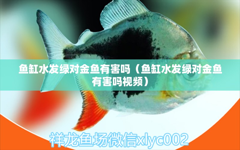 鱼缸水发绿对金鱼有害吗（鱼缸水发绿对金鱼有害吗视频） 潜水艇鱼