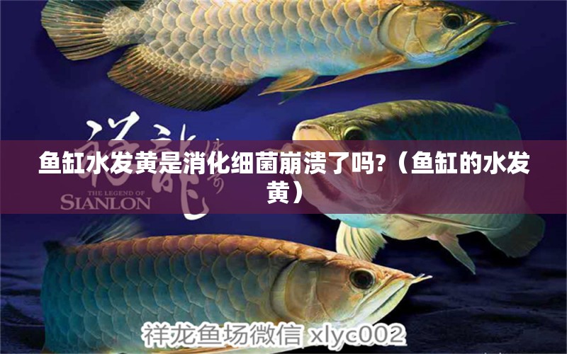 鱼缸水发黄是消化细菌崩溃了吗?（鱼缸的水发黄） 祥龙水族医院