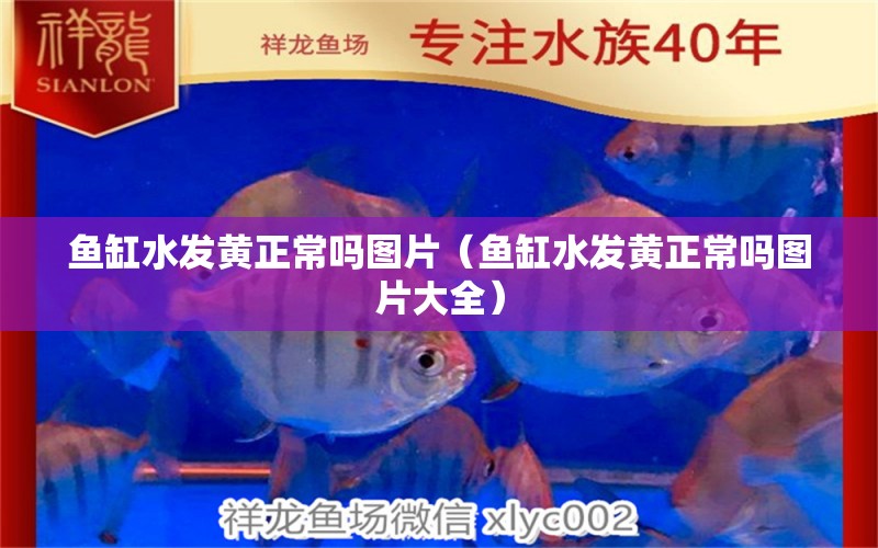 鱼缸水发黄正常吗图片（鱼缸水发黄正常吗图片大全） 祥龙水族医院