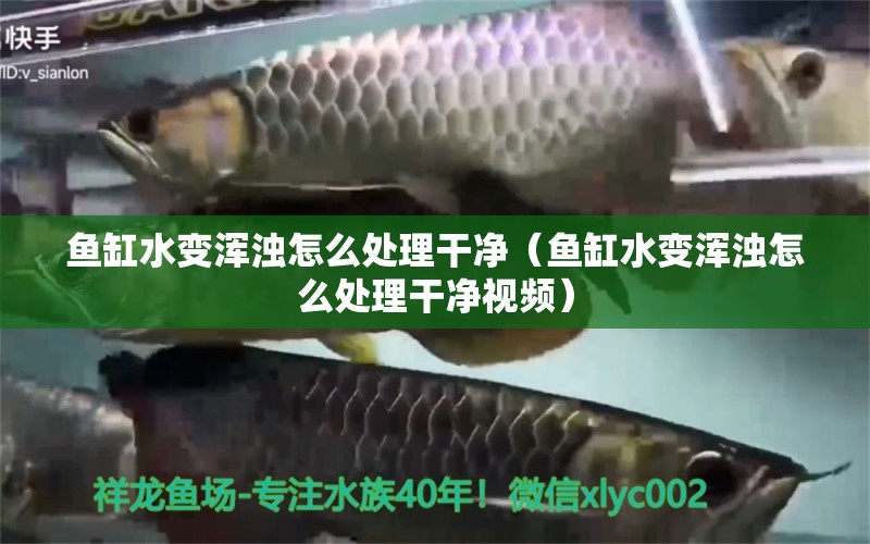 鱼缸水变浑浊怎么处理干净（鱼缸水变浑浊怎么处理干净视频） 量子养鱼技术