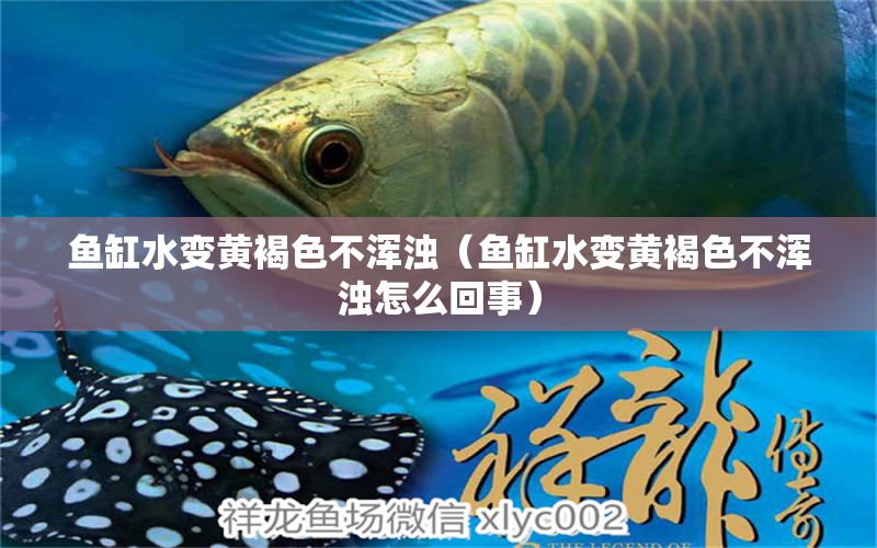 鱼缸水变黄褐色不浑浊（鱼缸水变黄褐色不浑浊怎么回事）