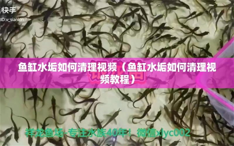 鱼缸水垢如何清理视频（鱼缸水垢如何清理视频教程） 观赏鱼水族批发市场