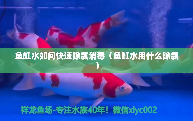 鱼缸水如何快速除氯消毒（鱼缸水用什么除氯） 水族杂谈