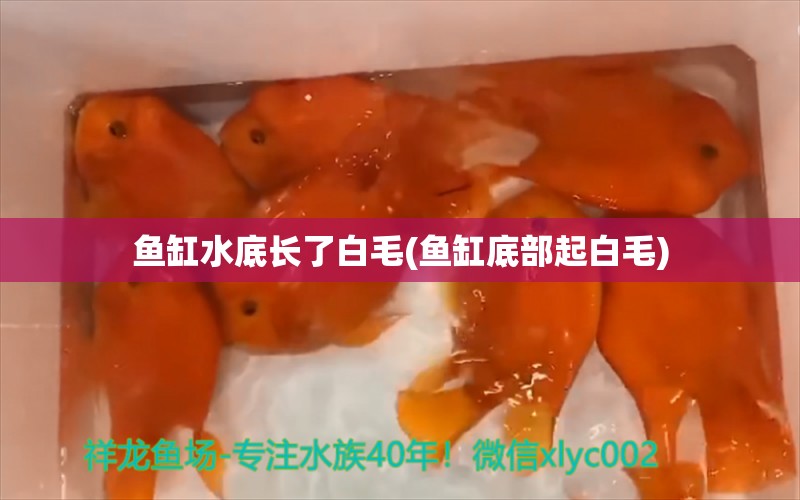 鱼缸水底长了白毛(鱼缸底部起白毛)