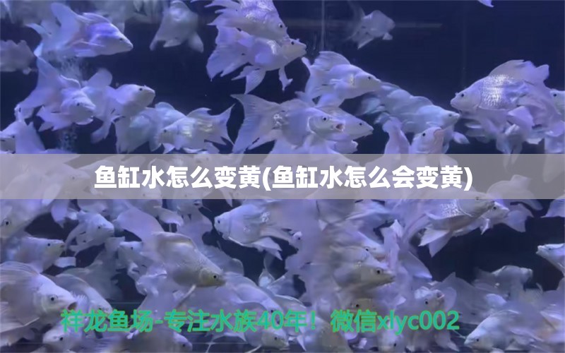 鱼缸水怎么变黄(鱼缸水怎么会变黄) 朱巴利鱼苗 第1张