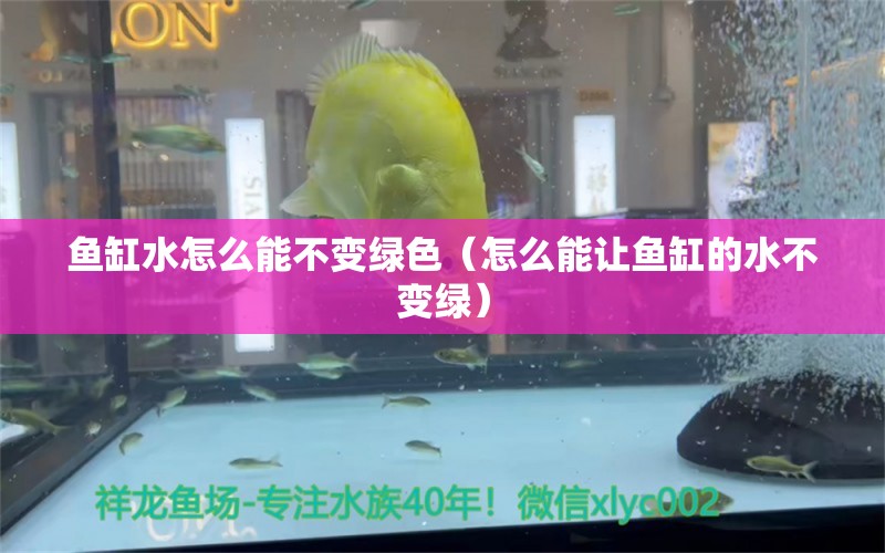 鱼缸水怎么能不变绿色（怎么能让鱼缸的水不变绿） 恐龙王鱼