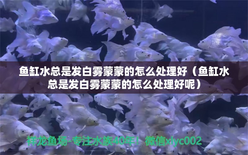 鱼缸水总是发白雾蒙蒙的怎么处理好（鱼缸水总是发白雾蒙蒙的怎么处理好呢） 观赏鱼市场（混养鱼）